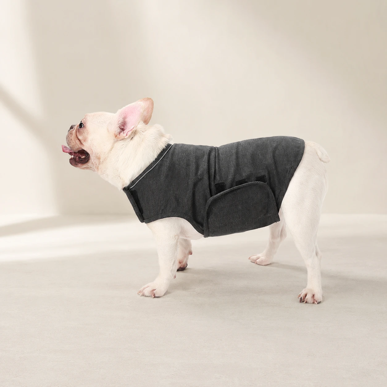Calming coat fit on a dog