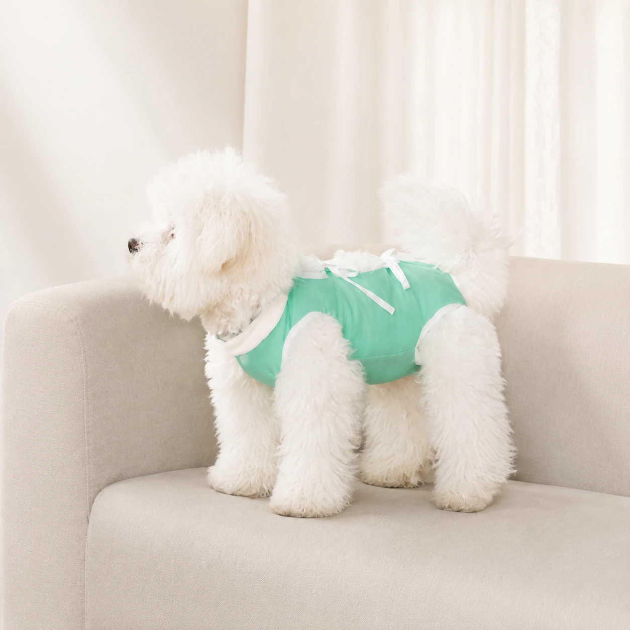 Dog wearing a recovery suit