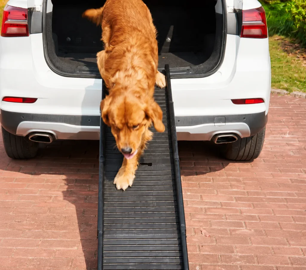 Dog using a folding vehicle ramp